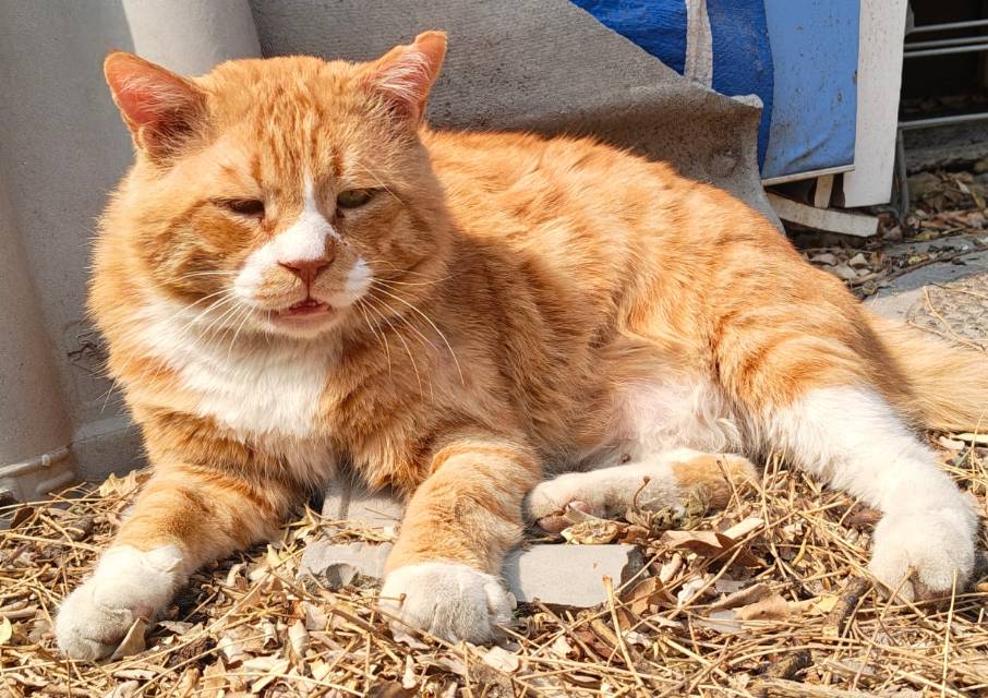 寻宠 · 猫·虎斑纹橘猫「黄黄」