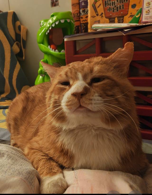 寻宠 · 猫·虎斑纹橘猫「黄黄」