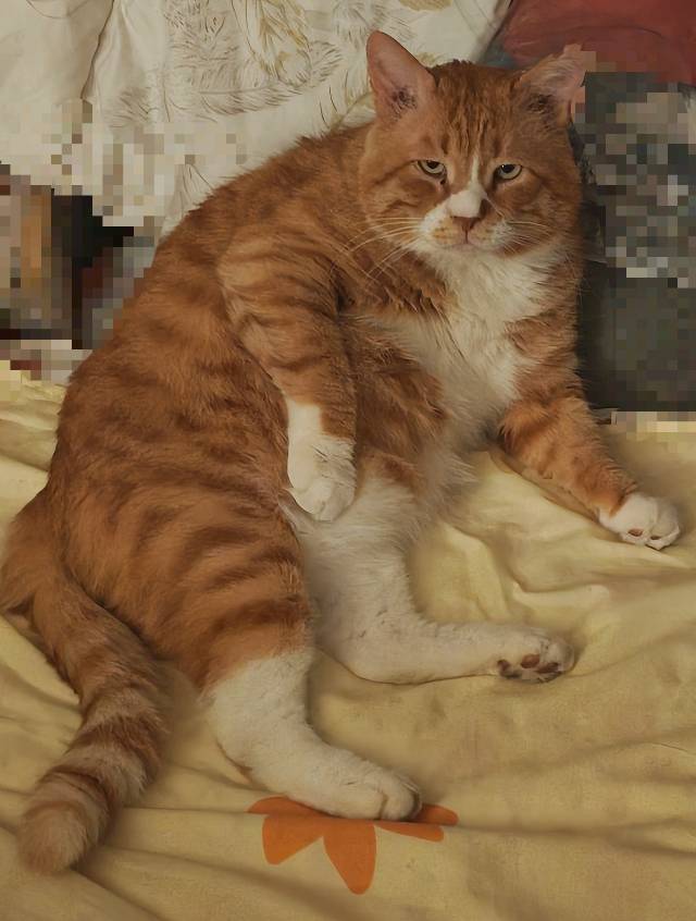 寻宠 · 猫·虎斑纹橘猫「黄黄」