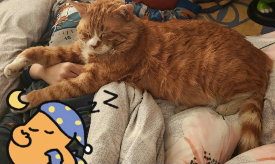 寻宠 · 猫·虎斑纹橘猫「黄黄」