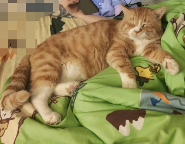 寻宠 · 猫·虎斑纹橘猫「黄黄」