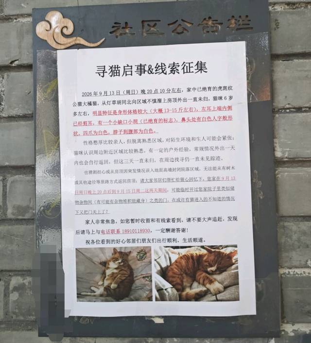 寻宠 · 猫·虎斑纹橘猫「黄黄」