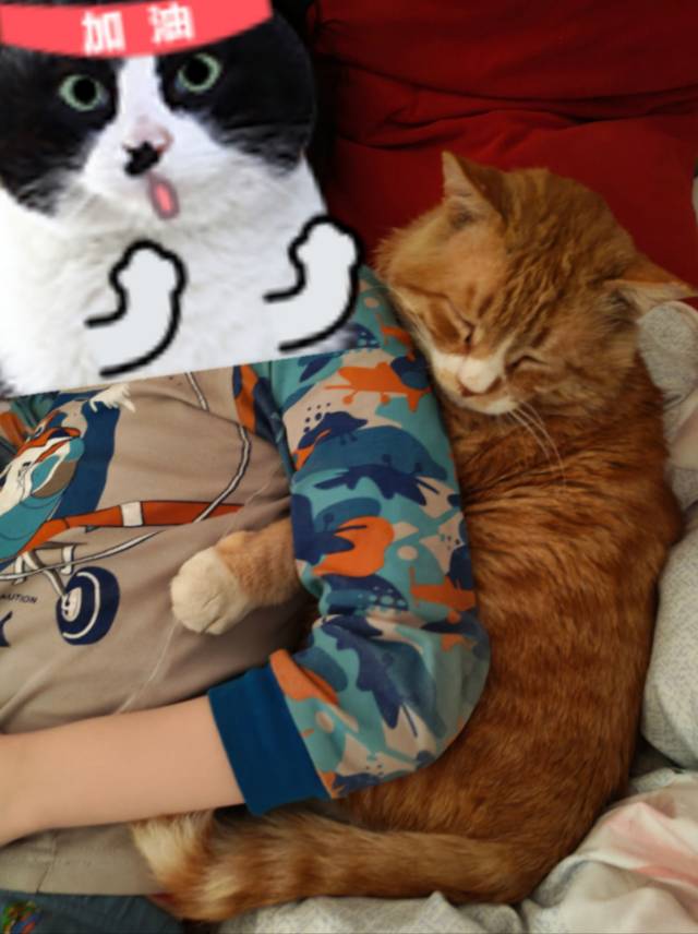 寻宠 · 猫·虎斑纹橘猫「黄黄」