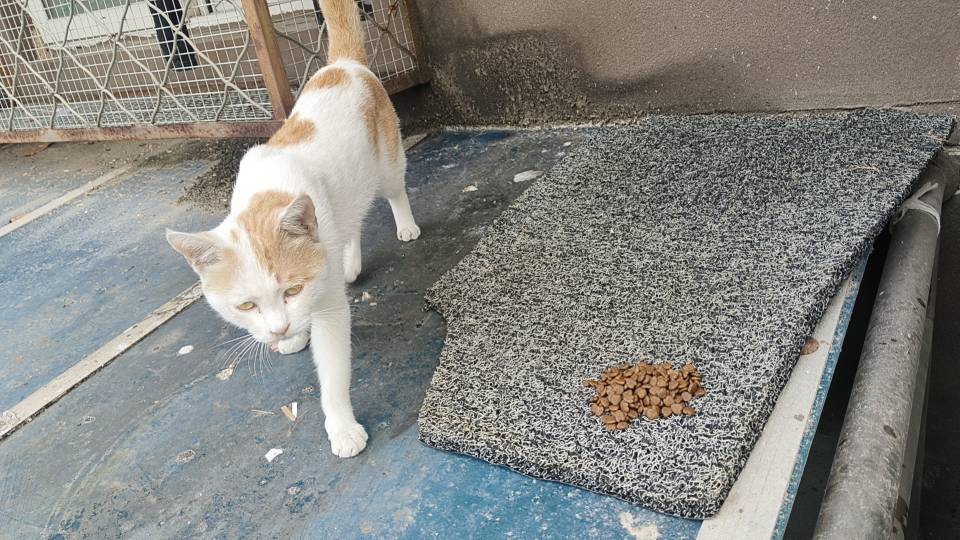喵星球 · 橘猫「小咪」找领养
