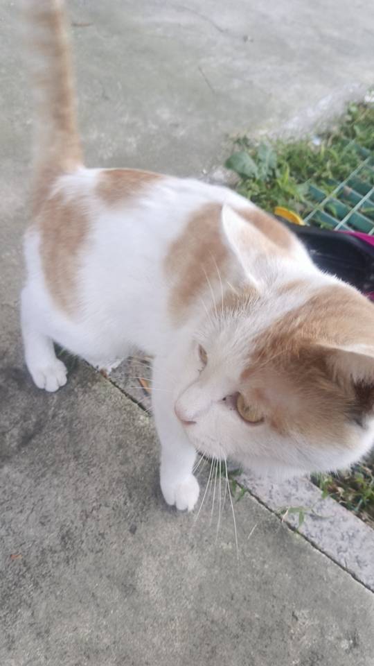 喵星球 · 橘猫「小咪」找领养