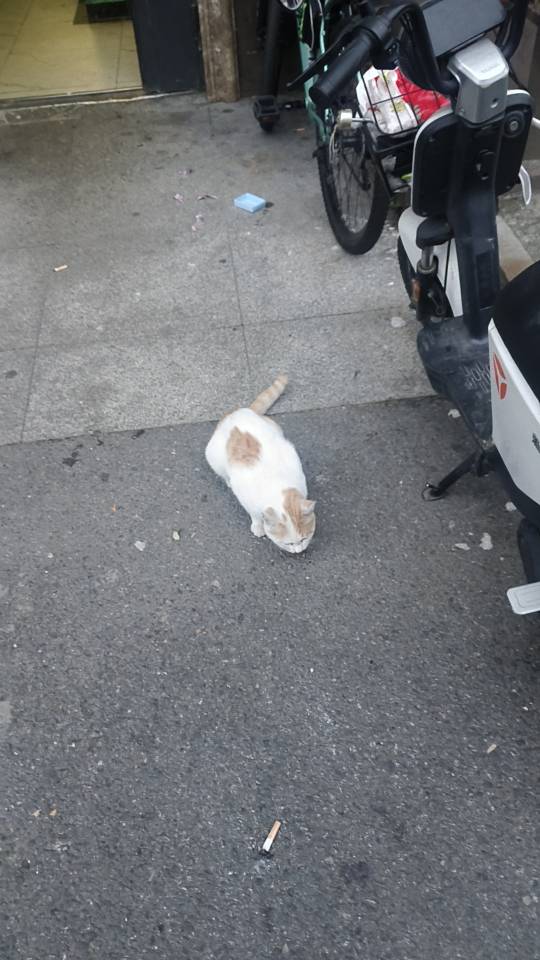 喵星球 · 橘猫「小咪」找领养