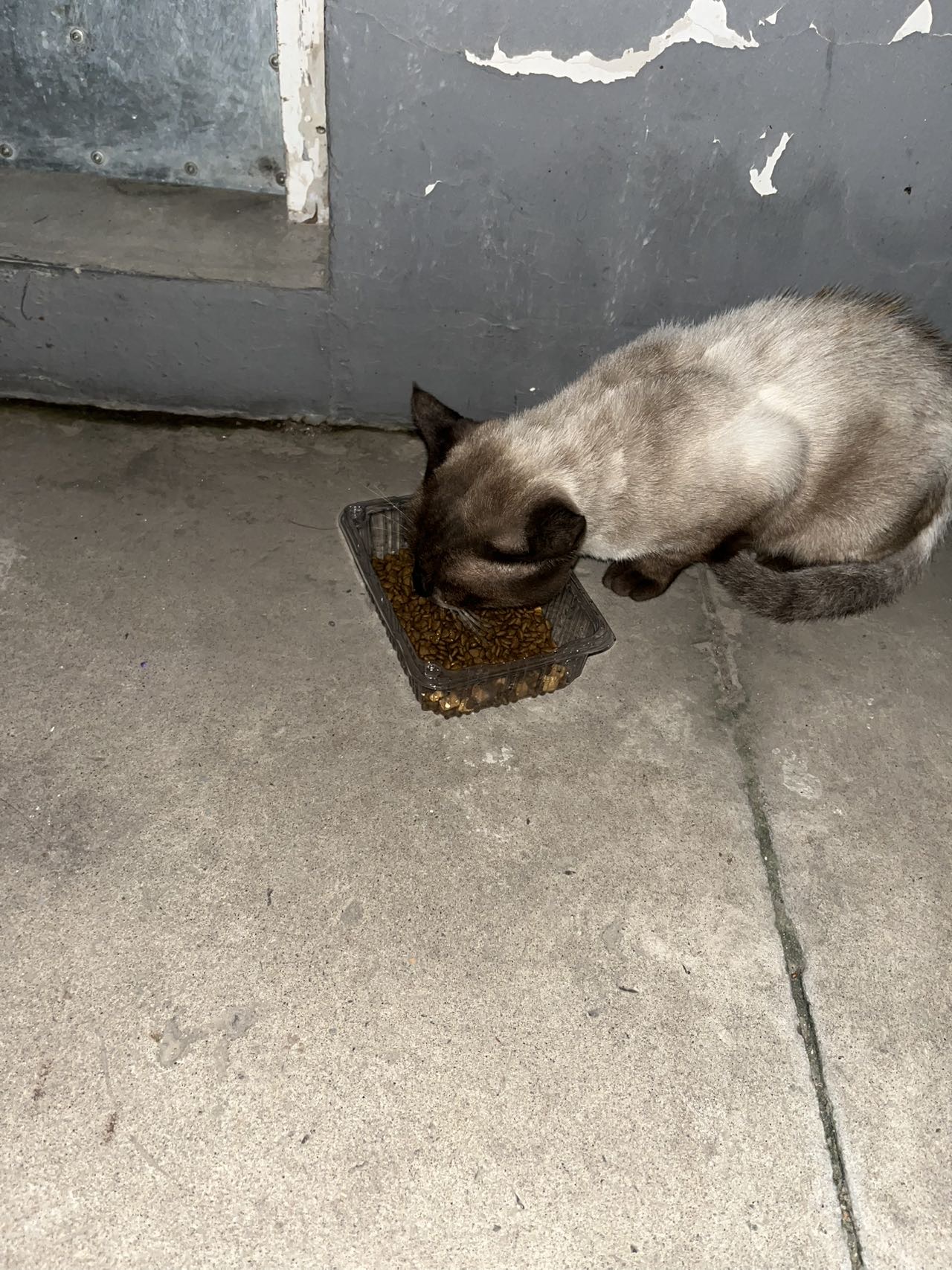 寻主 · 猫·暹罗猫 急寻主人