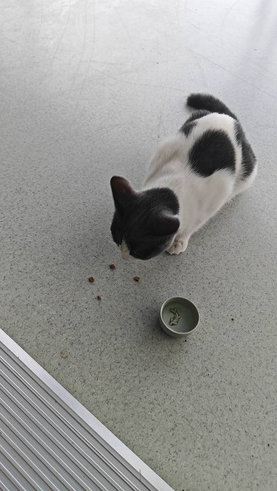 寻主 · 猫·蓝白 急寻主人