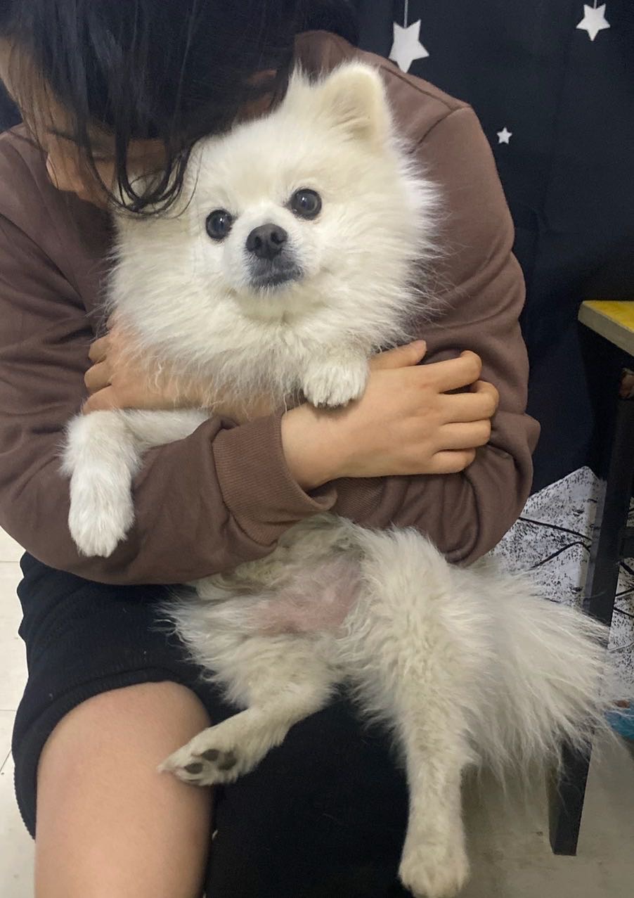 寻宠 · 狗·博美「豆丁」