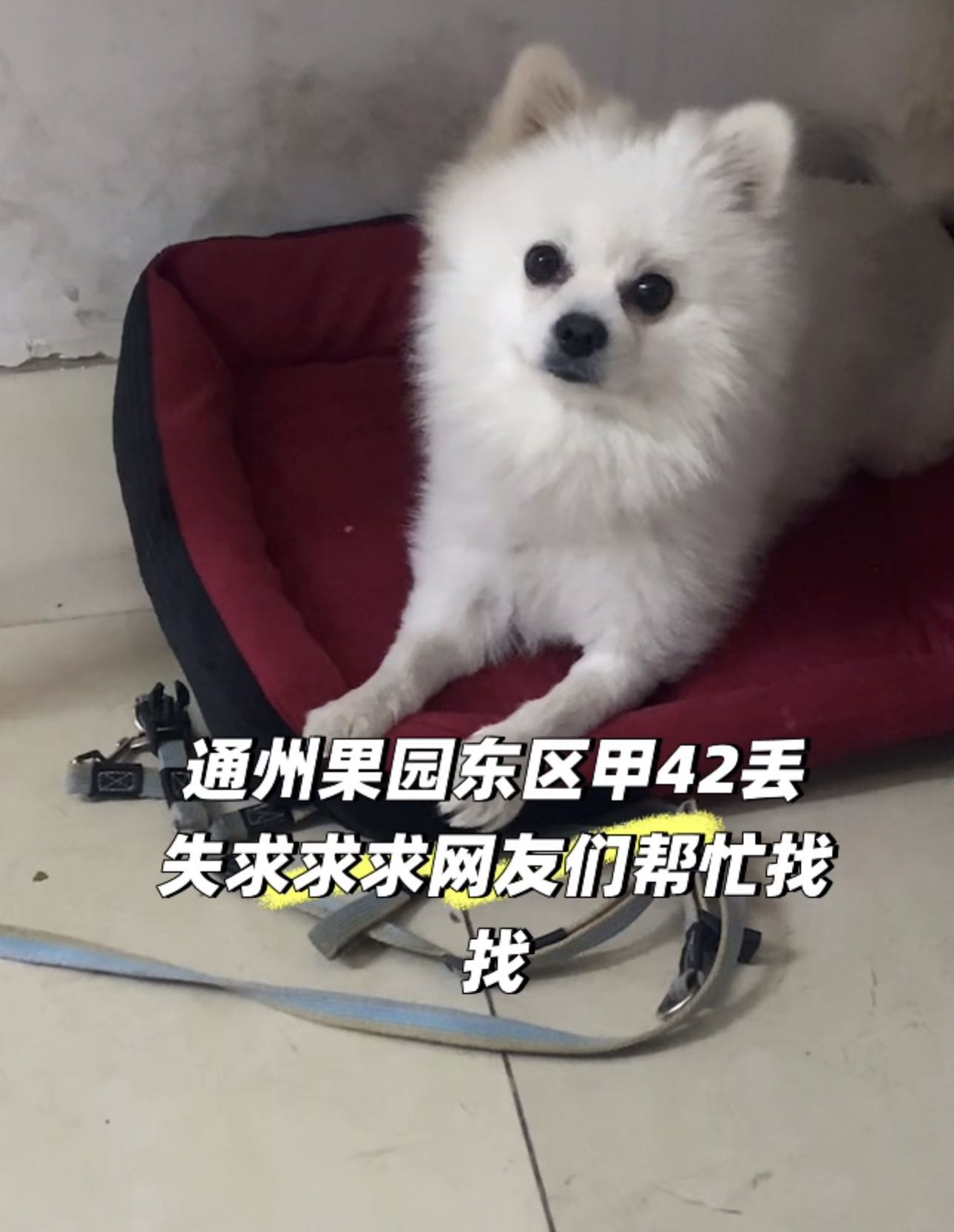 寻宠 · 狗·耳朵有棕黄色毛发「豆丁」