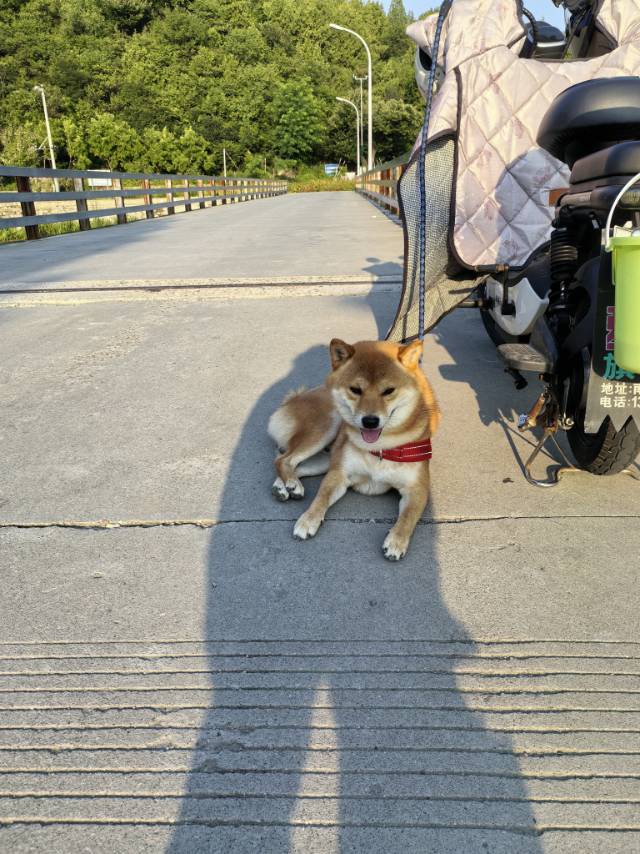 寻宠 · 狗·柴犬「旺财」
