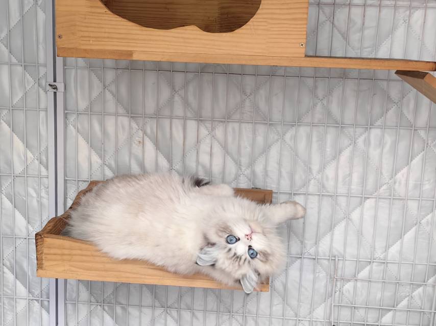 喵星球 · 布偶猫「蛋卷」找领养
