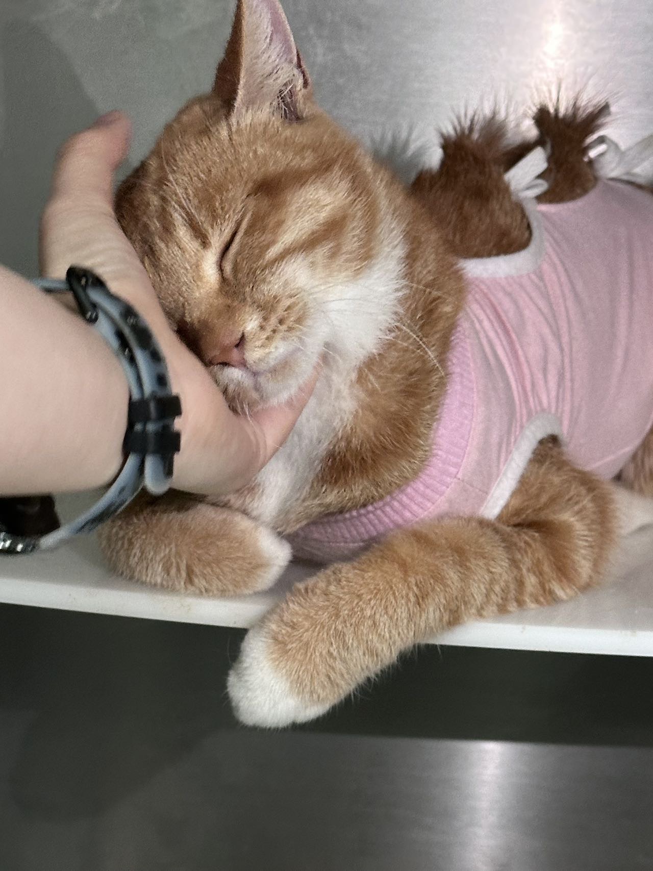 喵星球 · 田园橘猫「小橘」找领养