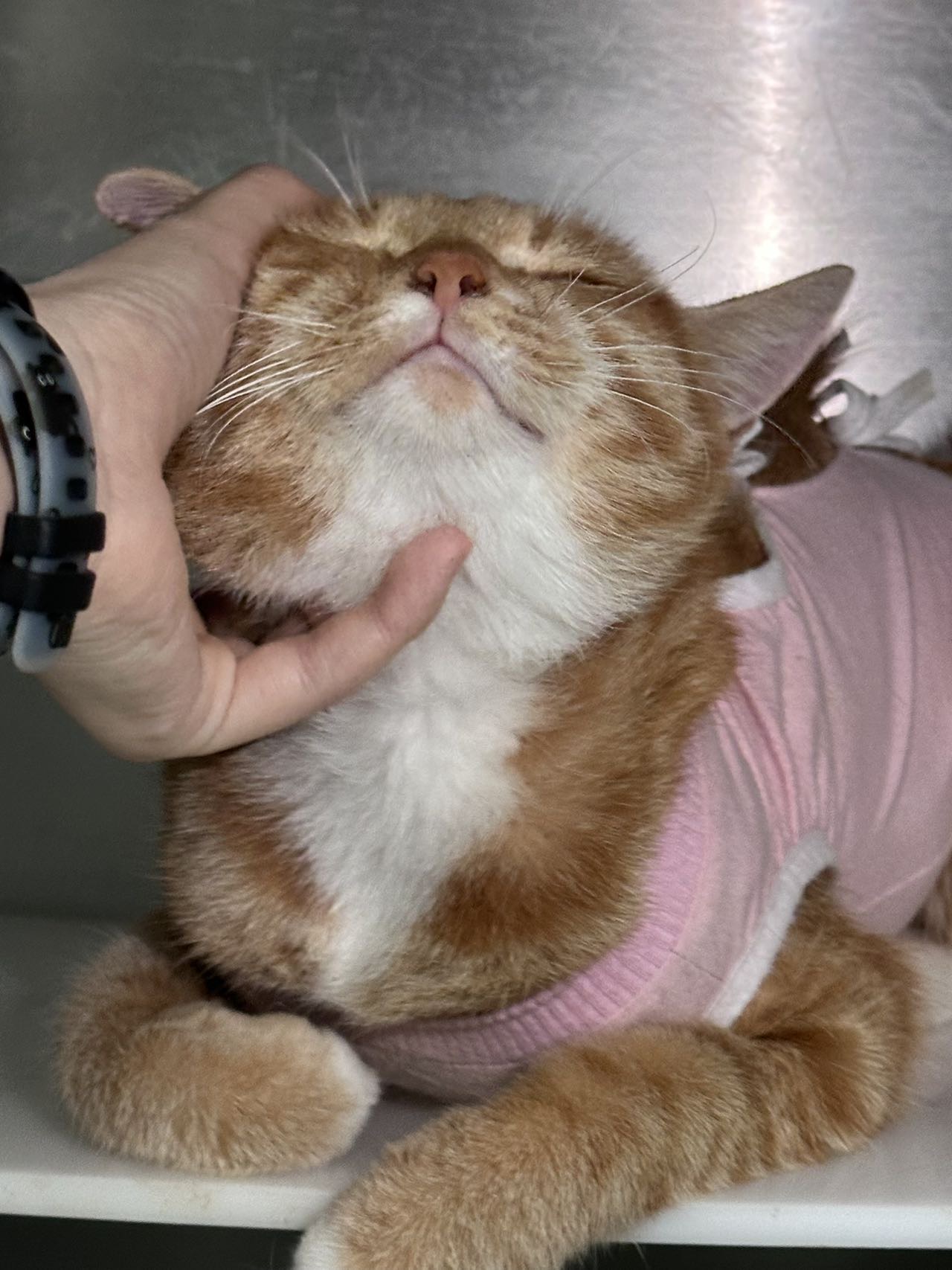 喵星球 · 田园橘猫「小橘」找领养