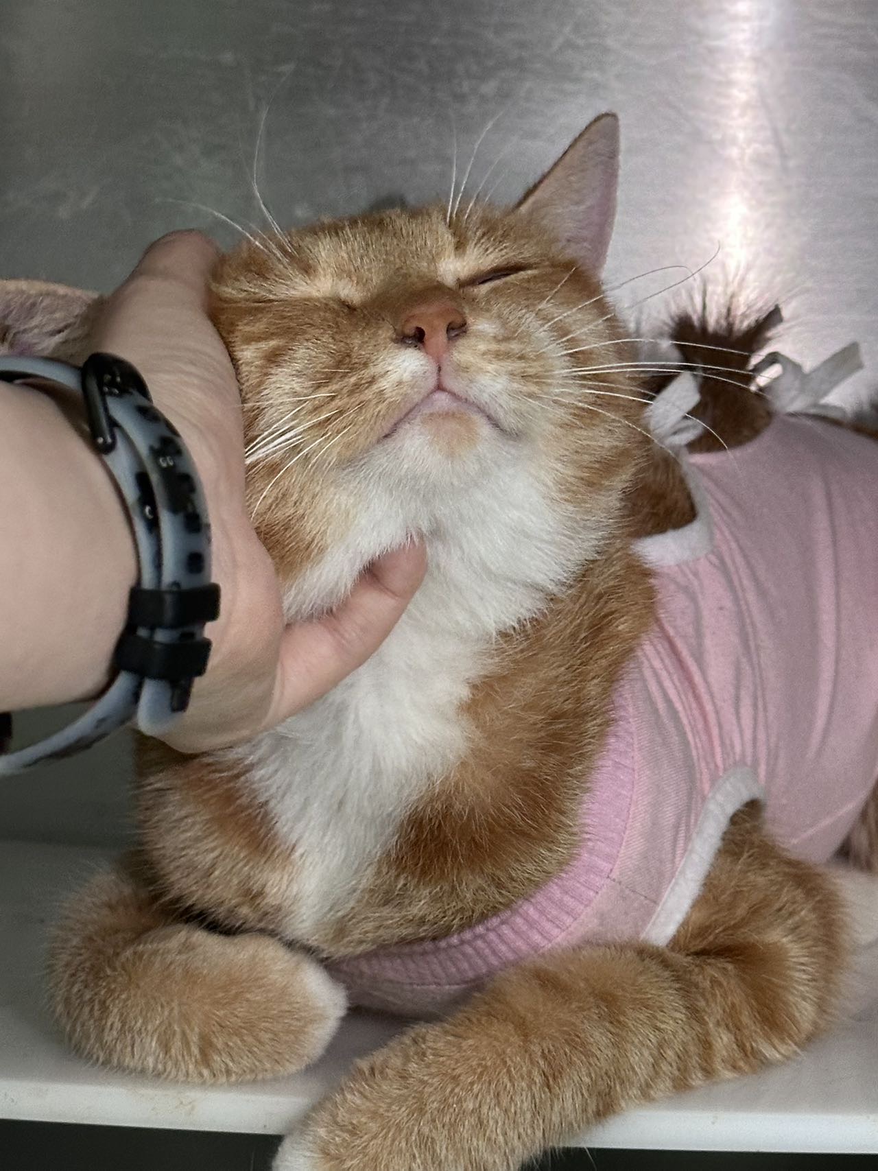喵星球 · 田园橘猫「小橘」找领养