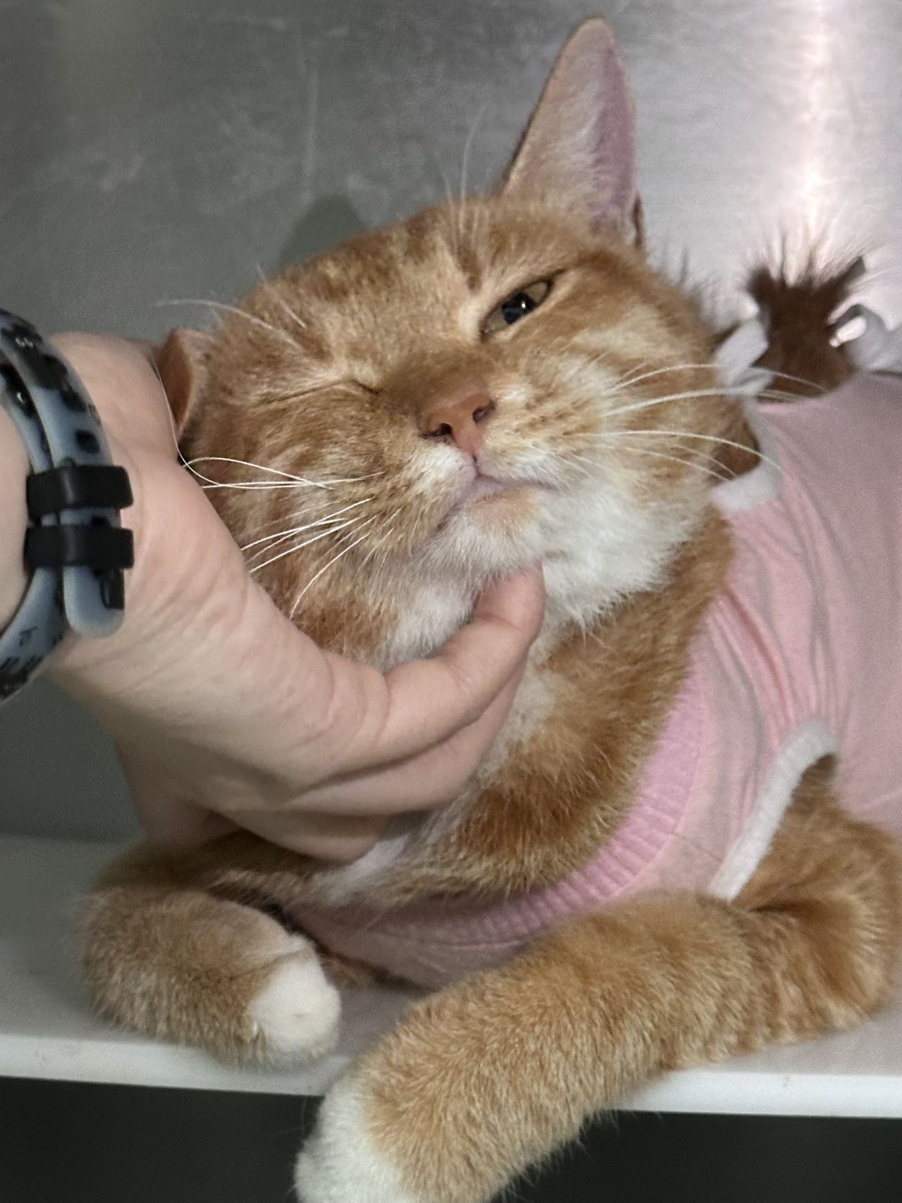 喵星球 · 田园橘猫「小橘」找领养