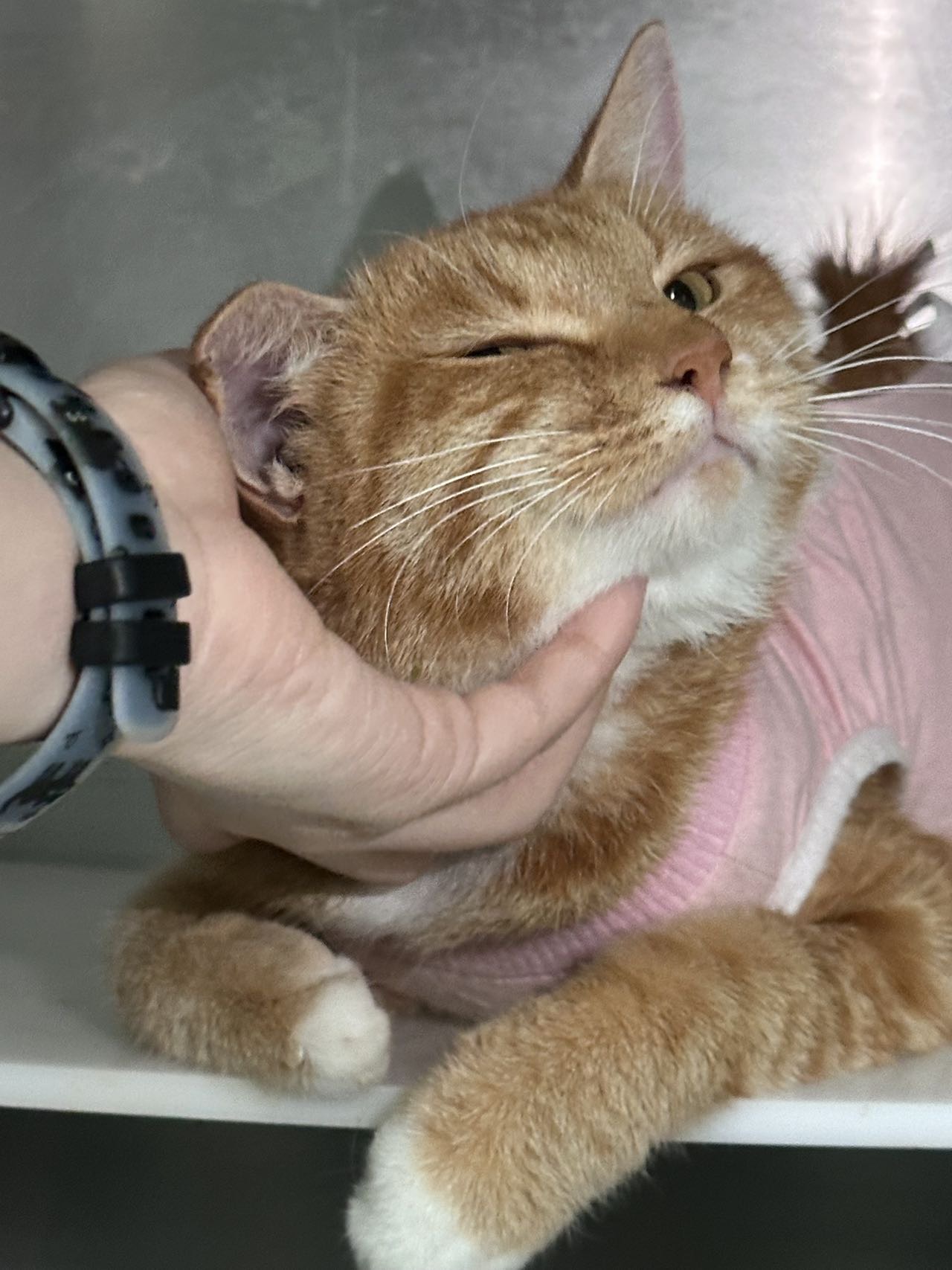喵星球 · 田园橘猫「小橘」找领养