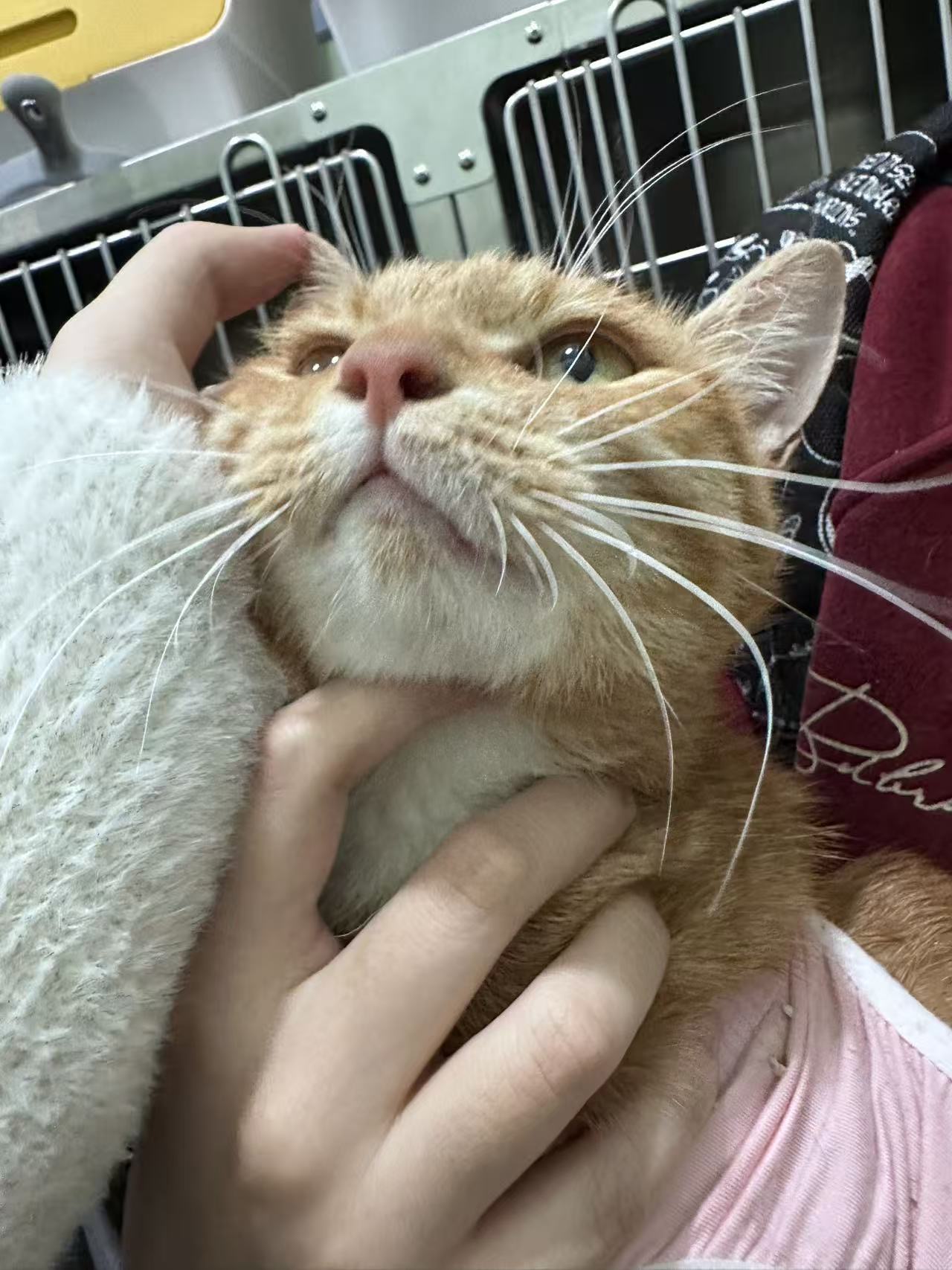 喵星球 · 田园橘猫「小橘」找领养