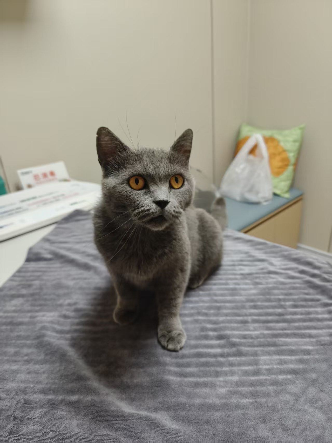 汪星球 · 蓝猫「叮当」找领养